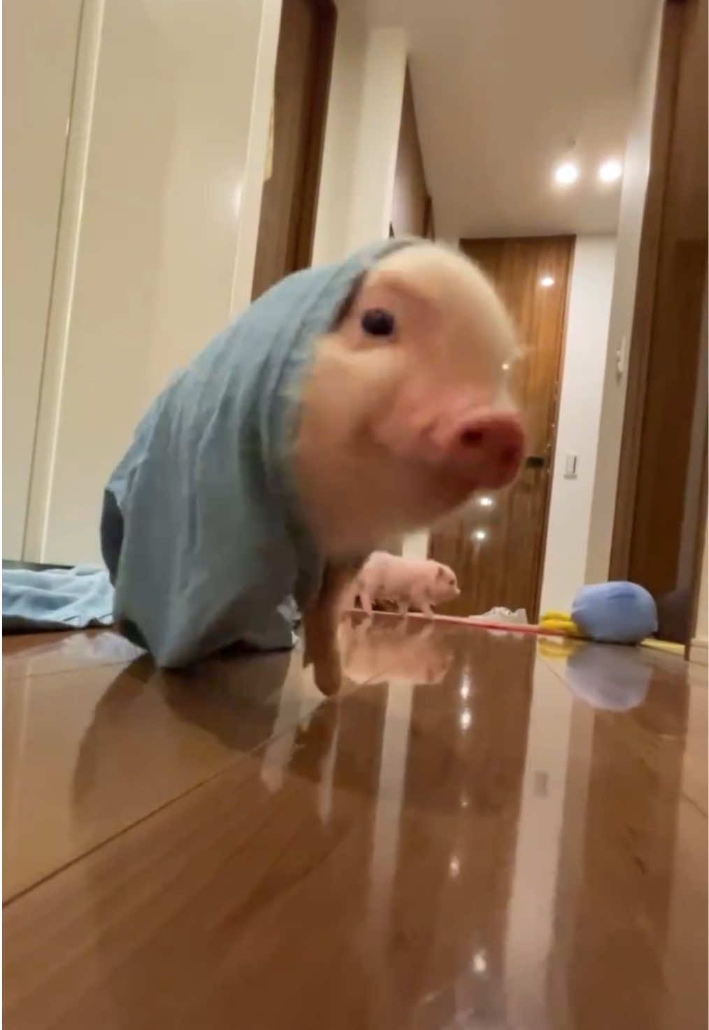 彼は自ら潜りました。 #pignic #pig #ブタカフェ #マイクロブタ #fyp 