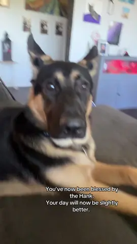 all hail Hank #foryou #fyp #viral #LanguageLearning #germanshepherd 