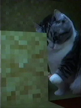 #cat #Minecraft 