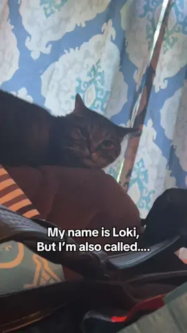 Or the old classic of combining everyone else’s beginning name to finally land on his 😂 #catsoftiktok #cute #fyp #tabbycat #cat 