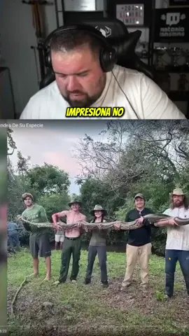 Esta serpiente es igual de grande que un autobús 