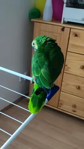 #perroquet #parrot #papuga #lora #pappagallo 