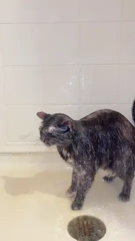 Jammin #pym #showercat #pymtheshowercat #soggy #soggytime 