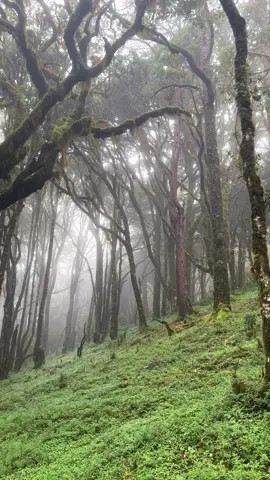 bosque de niebla de Ixtlán de Juárez, Oaxaca, es un lugar mágico donde la montaña siempre está cubierta de nubes. 🌫️🌿 Sus árboles gigantes, helechos y orquídeas crean un paisaje único lleno de vida. 🐦✨ Es uno de los tesoros naturales más bellos de la Sierra Juárez.#parati #paratiiiiiiiiiiiiiiiiiiiiiiiiiiiiiii #sierrajuarez #Oaxaca#fyp 