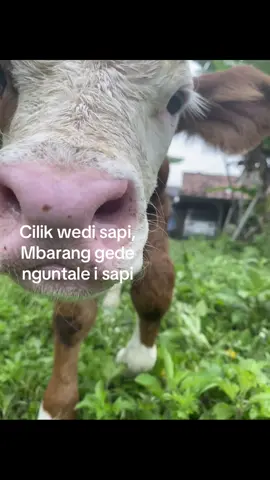 3kurang 5terbang😂#fyp#sapi#4u #xyzbca 
