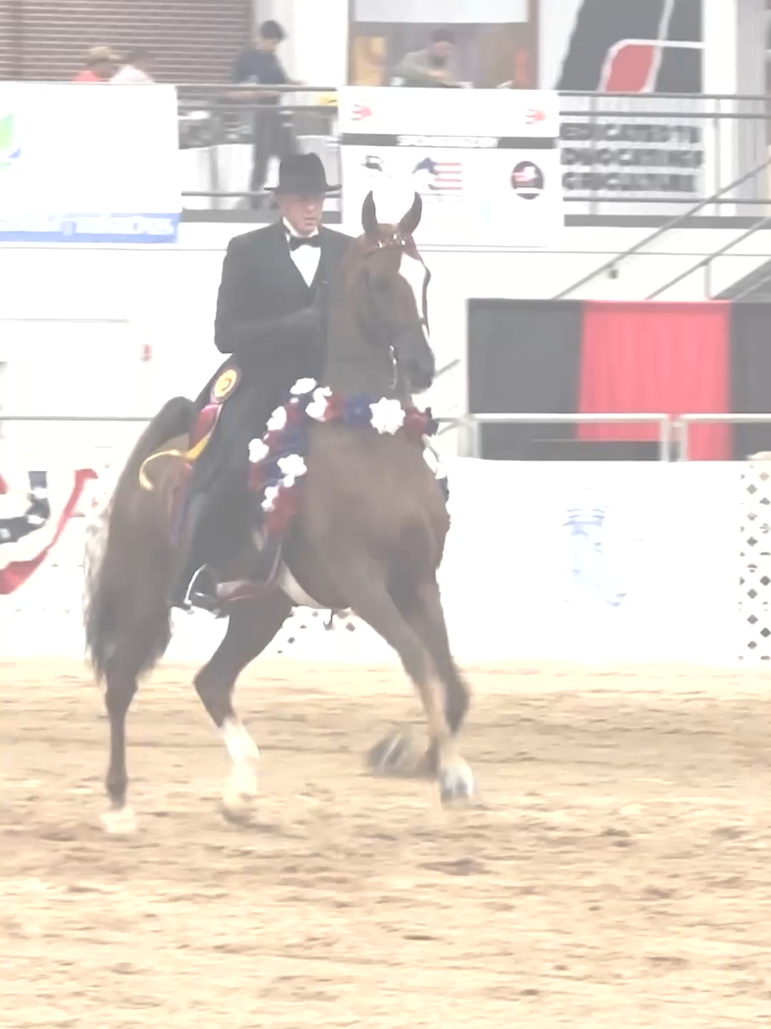 🔥The All American Classic 🔥 is here and so is a fun filled week of action! Catch the ASHBA National Select Series Natioal Championships, ASHBA Half Saddlebred Futurity, and ASHBA National Futurities throughout the week, and be sure to catch the exhibitors party on Wednesday night after the evening session! We hope to see you there!   #saddlebred#ashba #americansaddlebred   ➡Videos by Jessica Cushing
