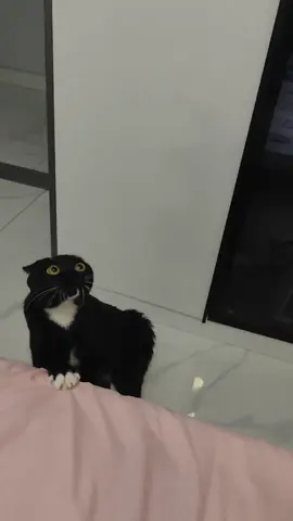 #funny #cute #animals 