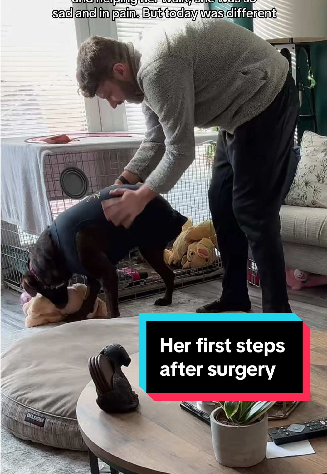 I want to share a very personal and emotional moment with you. Just three days after her leg amputation, Asia the chocolate Labrador amazed us by taking her first steps again 🐾❤️. Watching her regain confidence to walk on three legs was the most magical moment. This journey is a reminder of resilience, hope, and the unbreakable bond we share with our dogs. Follow for more updates on Asia’s recovery, tips for caring for three-legged dogs, and inspiring pet stories. Asia lost her leg due to Histiocytic Sarcoma - a very agressive cancer in dogs! #ThreeLeggedDog #DogAmputation #Tripawd #DogRecovery #labrador
