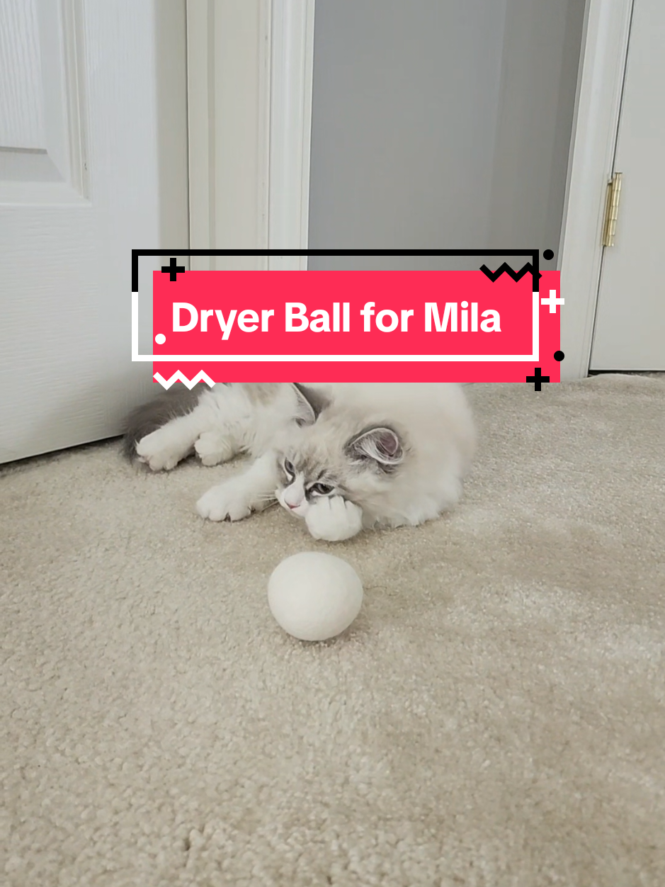 #siberiankitten #siberiankittensoftiktok #siberiancatsoftiktok #siberiancat