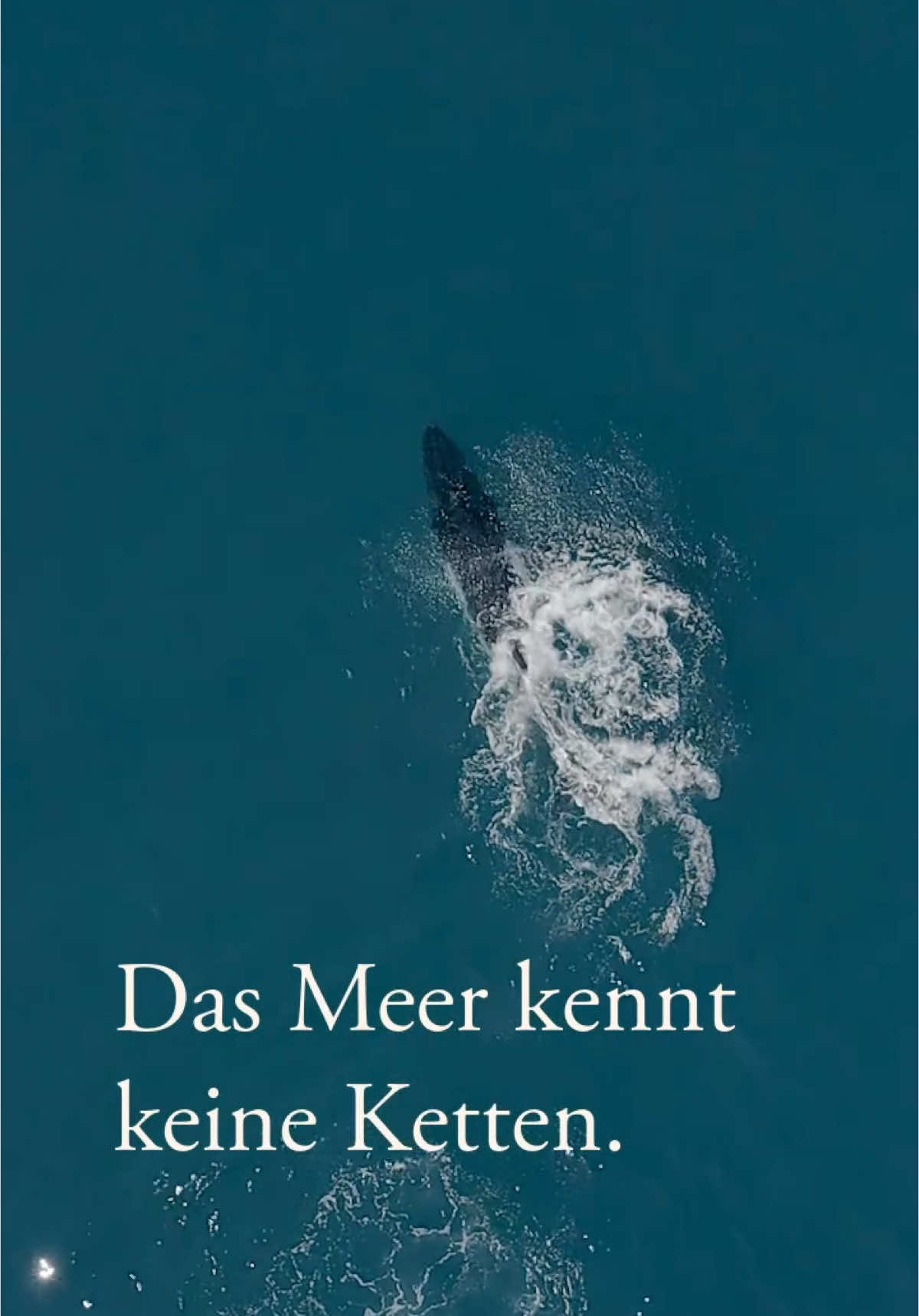 Ungebunden. Unaufhaltsam. 🐳🐳⛓️‍💥 Am Rande… zum nachdenken: Wahre Freiheit ist, nichts zu bereuen? #free #freiheit #carpediem #glück #wildlifelover #goodvibes💕 #inspiration #viral #fyp 