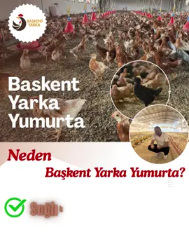 #ankara06 #keşfetteyizzzzzzz #TavukSiparisi #yumurta #tavuk 