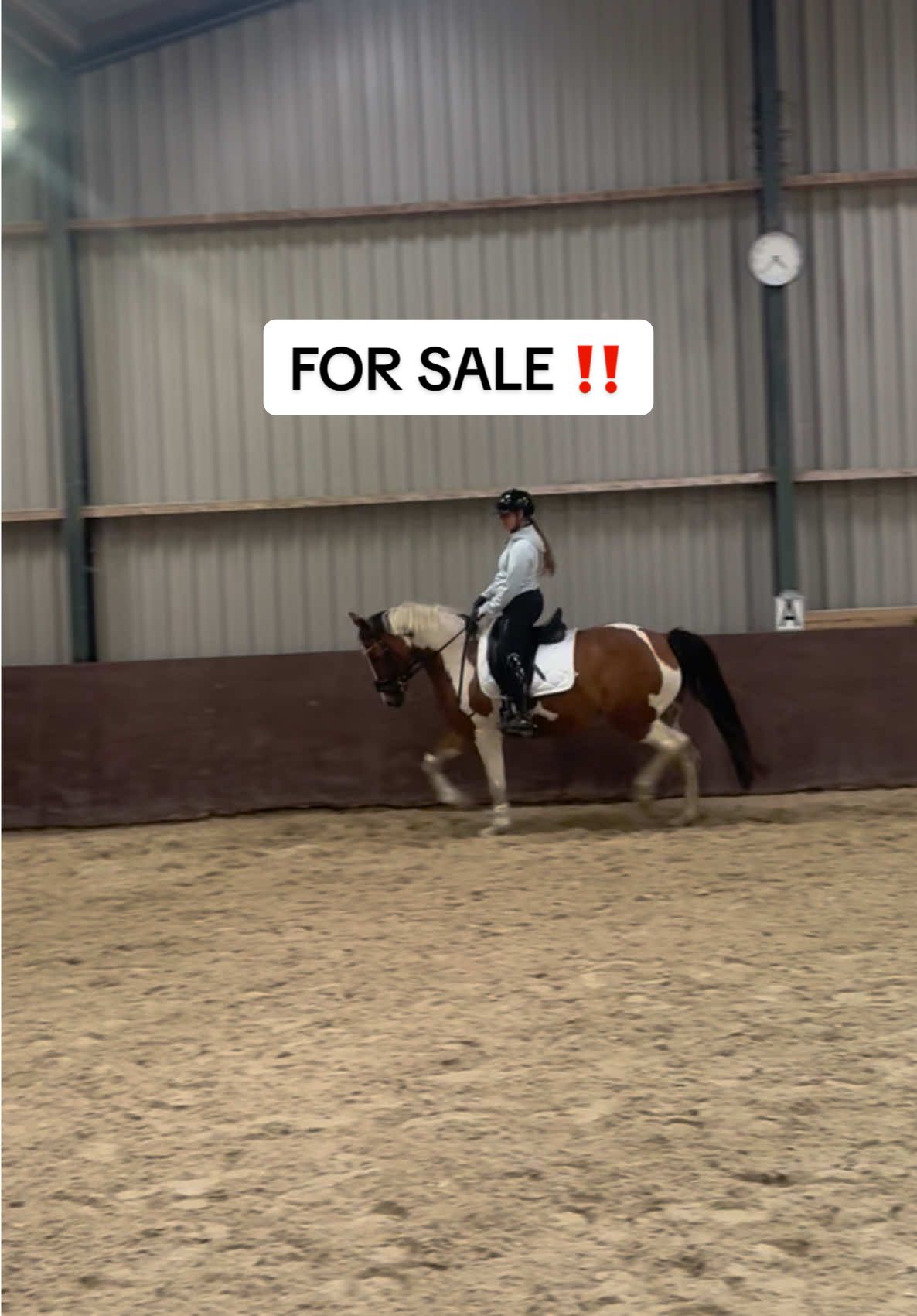 💥 FOR SALE! 💥 Cool girl Amy 💗 In opdracht van klanten bieden wij deze mega leuke 9 jarige merrie met een stokmaat van 1.58 aan!  Ben jij benieuwd naar haar en ontvang jij graag meer informatie over haar? Stuur ons dan even een berichtje! 📥 #fyp #foryou #horsesoftiktok #horseforsale #allroundhorse 