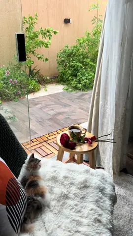 ‏زاوية الحياة السّعيدة المطر والقهوة .♥️