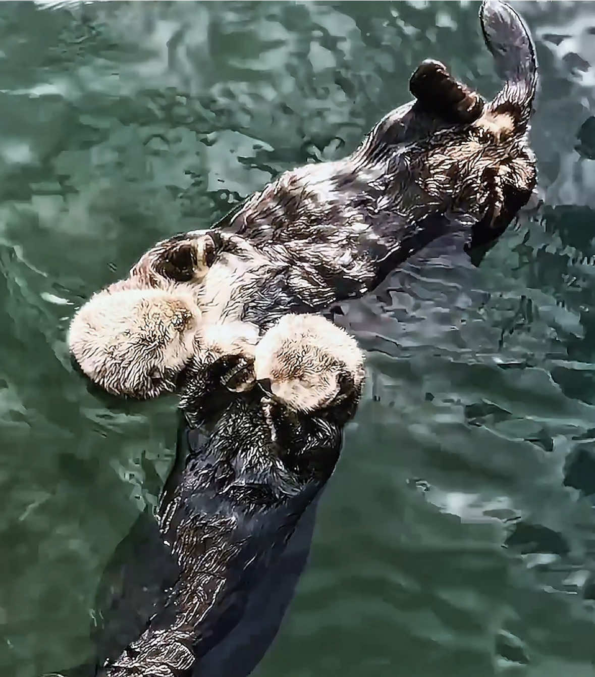 #OTTER ||  i was crying while making this video….baby otters are soooo cute  Otters are mammals that live in and around water. Unlike most other animals, otters are playful even as adults. They like to slide down riverbanks and in snow. Otters are found throughout Africa, North and South America, Europe, and Asia. They belong to the weasel family. Most species, or kinds, of otter live near rivers. Some live near lakes or streams. The sea otter lives in the ocean. Otters are great swimmers and divers. They eat fish, shellfish, and other water animals. Some otter species are endangered, or in danger of dying out. Pollution has damaged land where otters once lived. Also, people hunt otters for their fur. for @wildandfurry #animalsoftiktok #bbc #bepatient #targetaudience #studywithme 