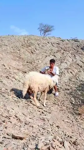 ما شاء الله