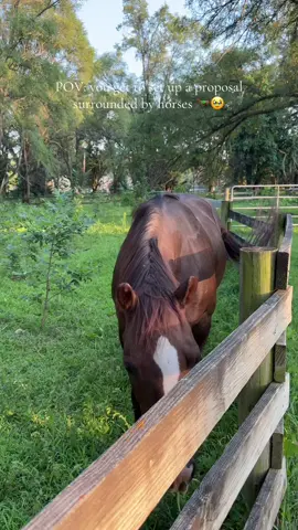So beautiful 😍 #proposal #horses #fyp 