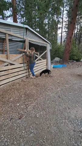 Good Morning. Have a good Wednesday!  #farmlife #homestead 