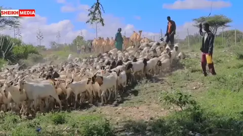 DEGDEG War galin ka soo qayiib galayaasha Xaflada Caleemo Saarika Caaqilka beesha Cabdule Deerayahan Caaqil Jibriil Yuusuf Aw Xirsi [Qodax]