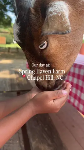 Already excited for next time we go back 🥹 If you’re looking for something to do near Raleigh, NC, it should definitely be this! 📍🍂 #ChapelHillNC #ThingsToDoChapelHill #ThingsToDoInRaleigh #FallVibes 