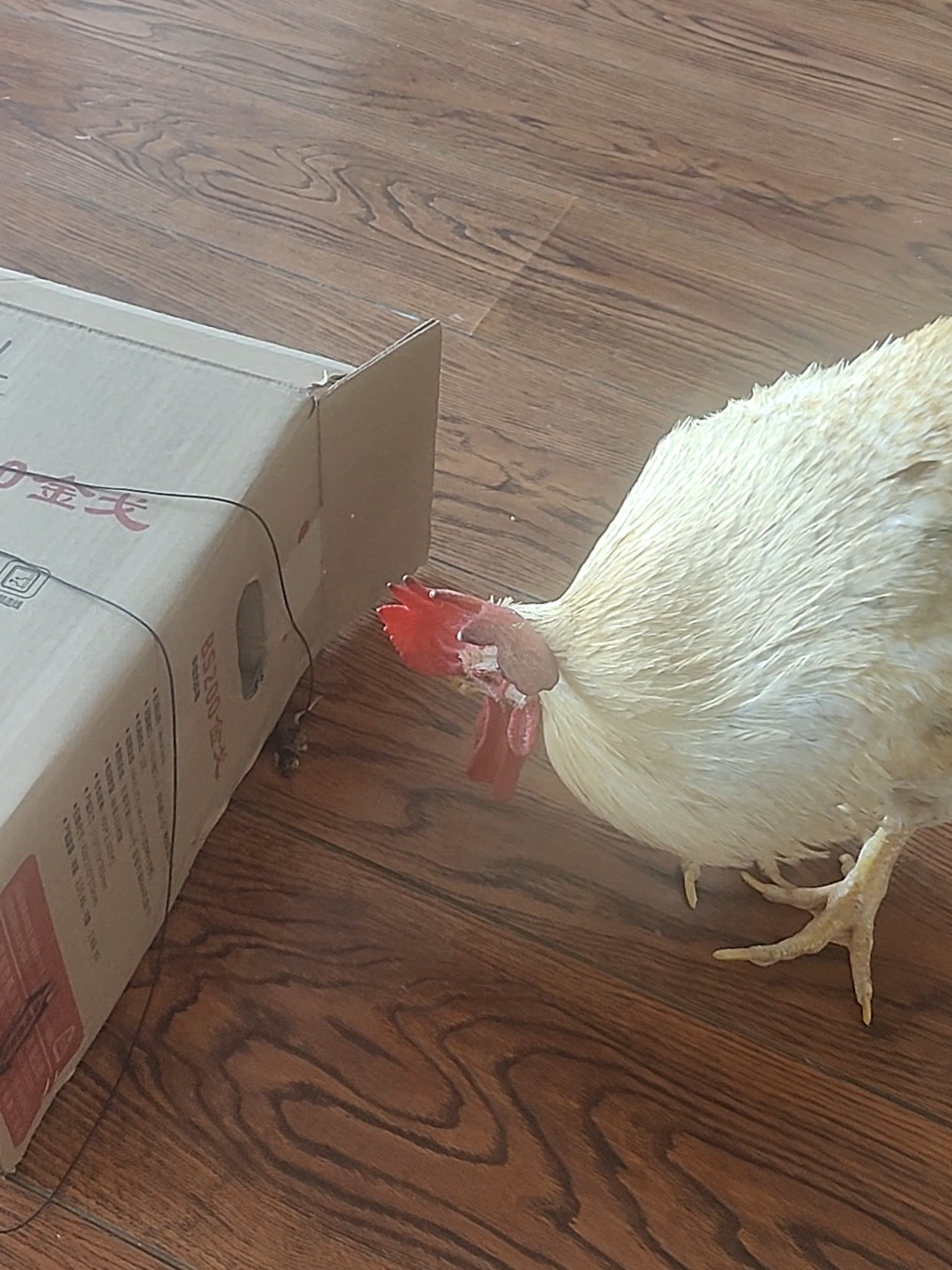 Hen gets a gentle paw from cat 🐾 #cutecat#funnyhen #trending #viral