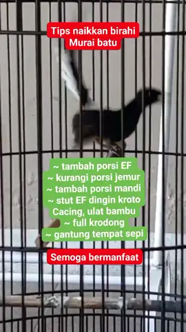 murai batu