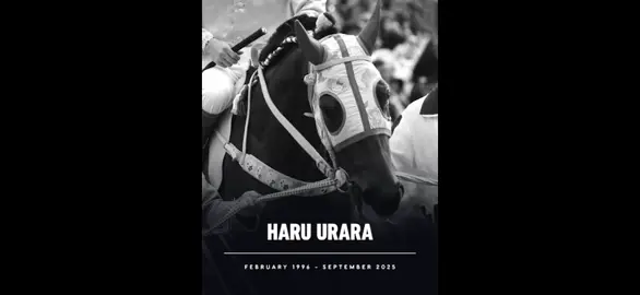Rip #haruurara I almost cry when i heard Haru urara passed away on yesterday. I decide to made this because i want to mourn for her. I’m not good at edit a video but i put everything i had to made this video best as it can (ผมเกือบจะร้องไห้หลังจากได้ยินข่าวการจากไปของHaru uraraเมื่อวาน. ผมเลยทำวิดิโอนี้ขึ้นเพื่อเป็นการไว้อาลัยแก่เธอ. ผมไม่เก่งทำวิดิโอแบบนี้ก็ก็ทำเต็มที่แล้วนะ;-;) #umamusume #umamusumeprettyderby #fyp #horsegirl 