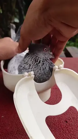 I am feeding the pigeons with garlic #pigeon #garlic #birds