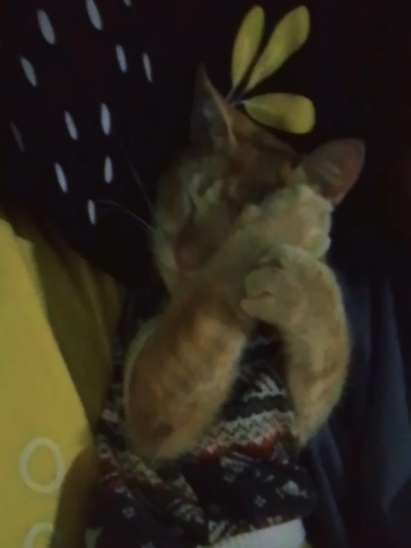 gemes #kucingtidurlucu #kucingpintar🐈 #kucingtiktok #kucinglucu 