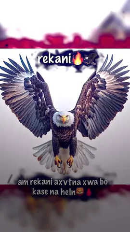 Rekanii wa bbinm🤩🩸😍 #sindi #kochar #duski #gulli #slevanay 