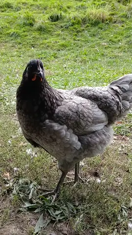Kennst Du eine Natascha ? #natascha  #huhn #fyp  #viral 