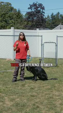 Not all Shepherds are the same. Show lines are calmer, while working lines are bred for all-day energy and have a high prey drive. Do your research and make sure you get the right dog for your lifestyle to avoid an unhappy outcome for everyone. And if you have any questions, contact Jolean from K9 Advanced Dog Training! #GermanShepherd #WorkingLineGSD #ShowLineGSD #GermanShepherdlongisland #longislandworkingline #Longislandshowline #K9Advanced #K9advanceddogtraining #k9advancedLongisland #BoardAndTrainLongIsland #BoardAndTrain #DogTrainingLongIsland #FamilyDoglongisland #SuffolkCountyDogs #NassauCountyDogs #LongIslandDogTraining #DogObedienceTraining #ProfessionalDogTraininglongisland #DogBehaviorTrainingLI #PetTrainingExperts #LongIslandPets #longislandpets #longisland #nassaucounty #SuffolkCounty #longislanddogs