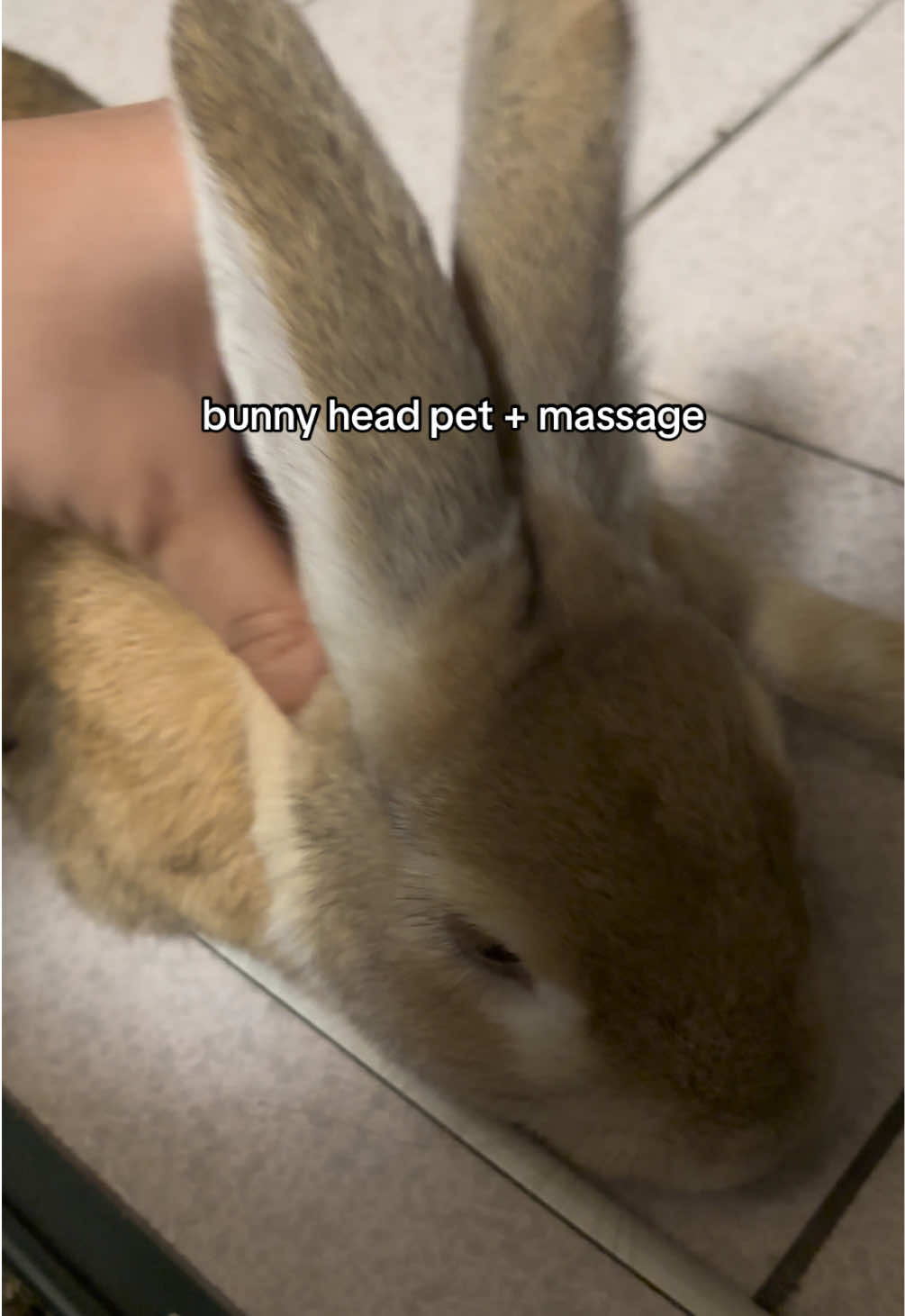 hes having a self-care day #usagi #bunny #rabbit #bunnytok #fyppppppppppppppppppppppp 