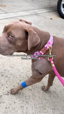 This audio hit 🥹❤️.. my sweet angel #fyp #dogsoftiktok #pitbullsoftiktok #foryou 