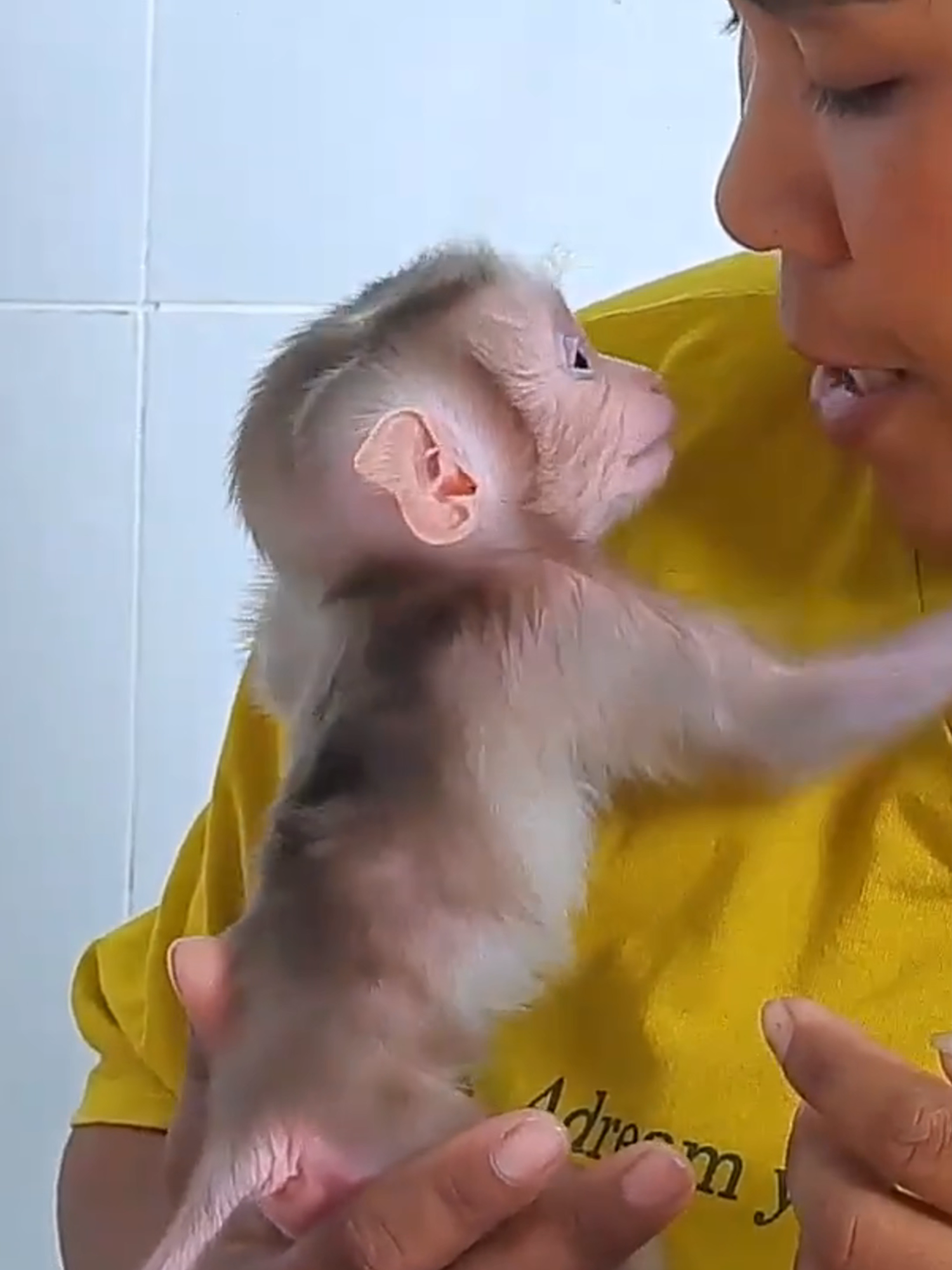 Newborn baby Luka has full energy to climb on grandma#babymonkey #babymonkeys #babymonkey🐒❤️