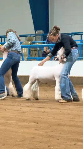 BINNNGGOOOO ♣️ #girlintheblackshirt #showsheepoftiktok #showlife #showstocklife #showsheep 