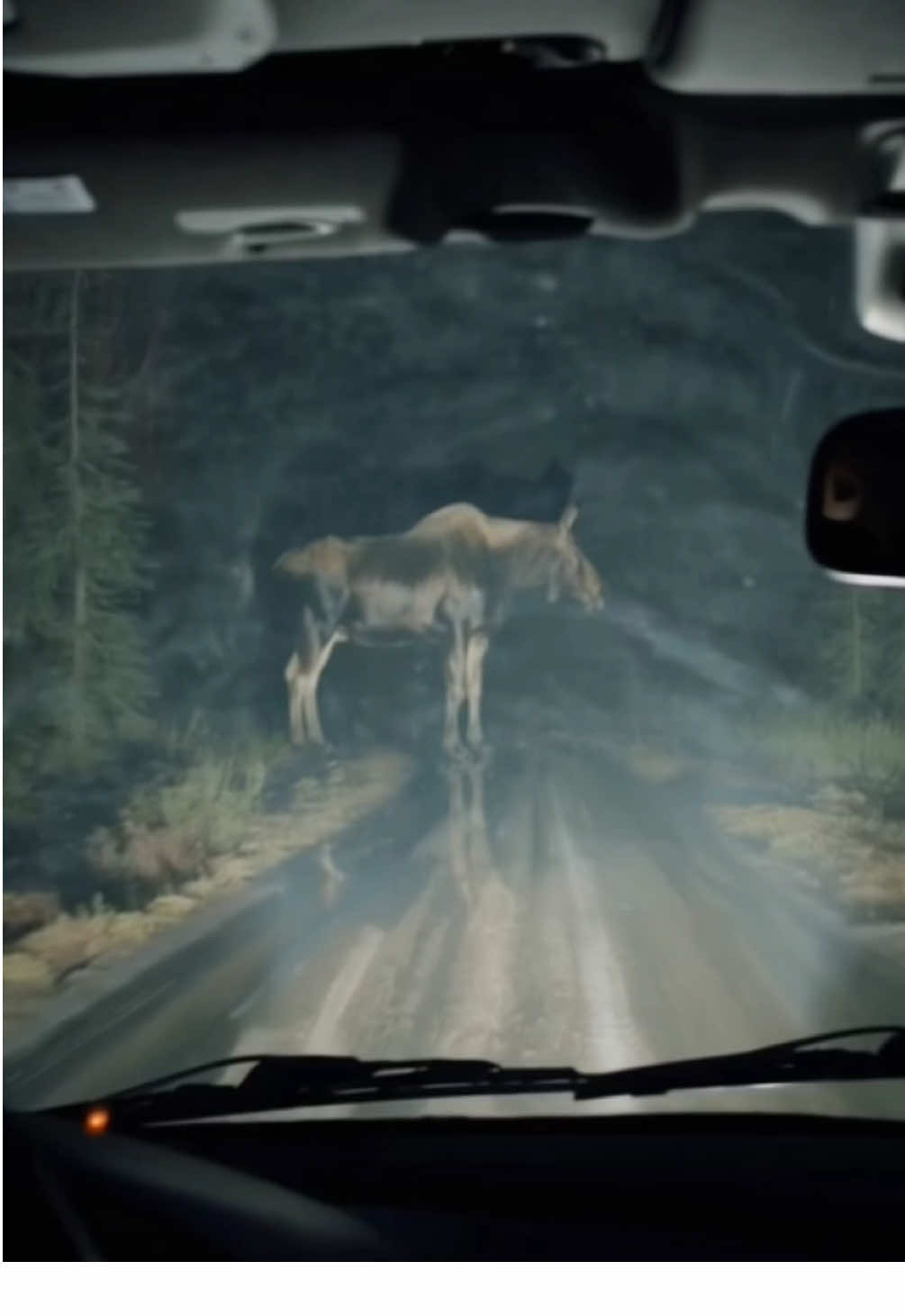 Damn it..let me pass 🚘 #ai #animalsoftiktok #elan #moose #caughtoncamera 