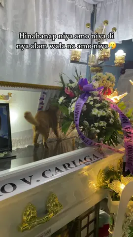 Wala syang kamalay malay na patay na amo niya🥺 #fyp #catsoftiktok #catlover #fyppppppppppppppppppppppp #fypage 