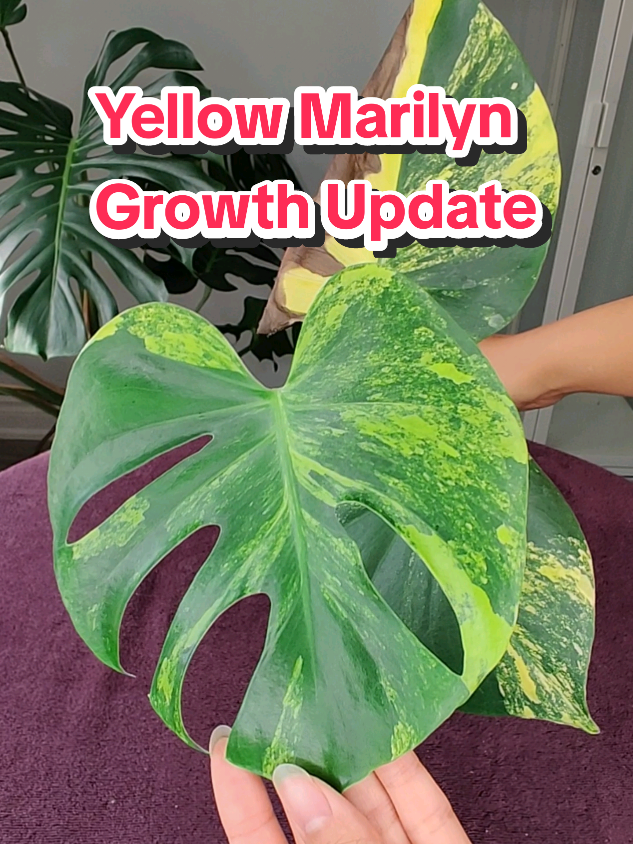 When this plant was freshly repotted, the roots were scaring me by not growing for a while 😩 but eventually, they had a growth spurt! The half-moon leaf browned, which is expected, and the new leaf is marbled! I hope this marbling will continue so that future leaves are more stable and less likely to brown.  #monsteradeliciosa #monsterayellowmarilyn #monstera #repottingplants #houseplants 