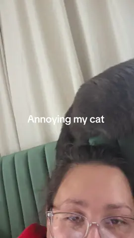Tail slaps 🤣 #fyp #cat #catsoftiktok 