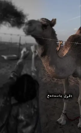#فرقة_علي_بن_نعمان_غرام_شلات_حربيه@فرقة علي بن نعمان الحربية 