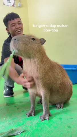 cuak kejap tiba2 stop makan🤣#minizoopd #capybara #fyp #tiktok #animals 