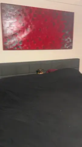 When you break all the rules. #PetsOfTikTok 