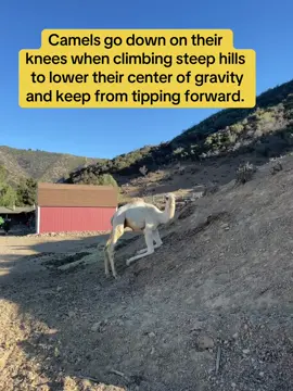 Watch out the baby he instinctive renew to go down on his knees to climb the hill. His knees are hard, calloused and rough. They are ideal for climbing on Rocky Mountains. Albert continues to use this maneuver up  the mountains.  #ranchograndeojai #camel #animals 