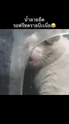 ต้าวอ้วนน้ำลายยืด แมวมีมสุดๆ 555555 #purrrr #ให้อาหารหมาจร #ทาสแมว #ขึ้นฟีดเถอะ #รักแมว 