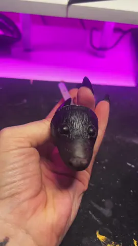 Making a baby fruit bat for @bella444🐾🌀 🥰 #art #artist #work #DIY 