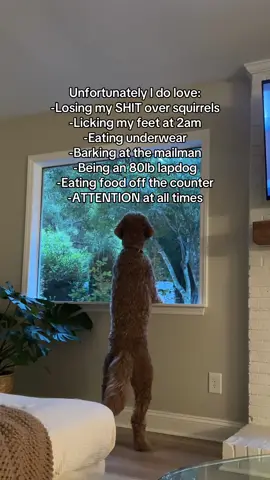 I have good qualities too I promise 😂 #dog #goldendoodle #funnydog 