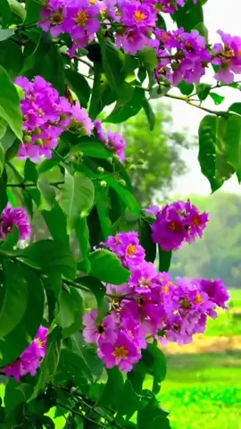 মানুষ মৃত মানুষের অভাব বুঝে,কিন্তু জীবিত মানুষের আর্তনাদ বুঝে না!!🙂❤️‍🩹 #Foryoupage #islamic_video #flowers 