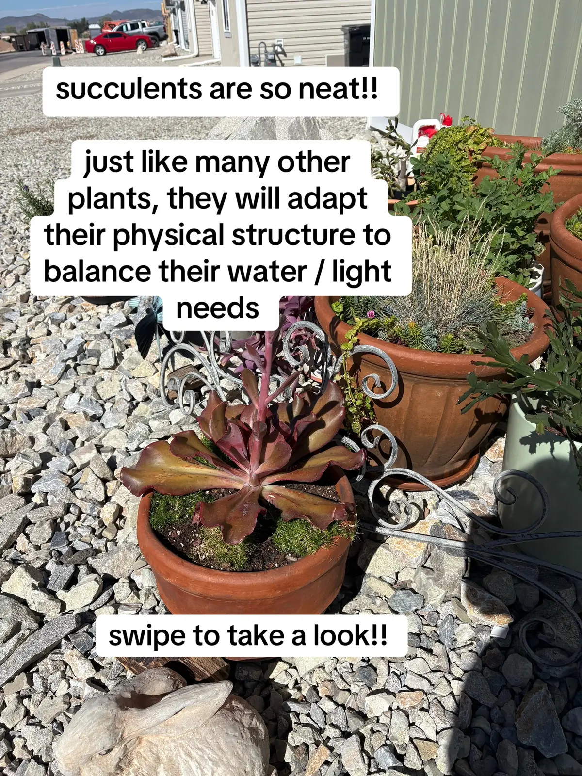 Plants adapt to light in totally different ways 🌞🌿 ☀️ Succulents shrink their leaves in direct sun — it’s a defense mechanism to reduce sun absorption & survive desert heat. 🌤️ Pothos, on the other hand, broaden their leaves in more light — they crave it! More surface area = more sunlight absorbed. Same sun, different strategies. One protects, one chases. 🌵🌱 #garden #containergardening #indoorplants #containergardener #container garden #plants #plantmom #plantsoftiktok #planttiktok #PlantTok  #plantlover #plantlovers #fairygardens #fairygarden #botany #botanical #plantfacts #nature 