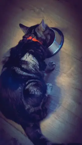 #petlovers#bitu#friendpet#goodvibeswiththem❤️ #foryoupage❤️❤️ 