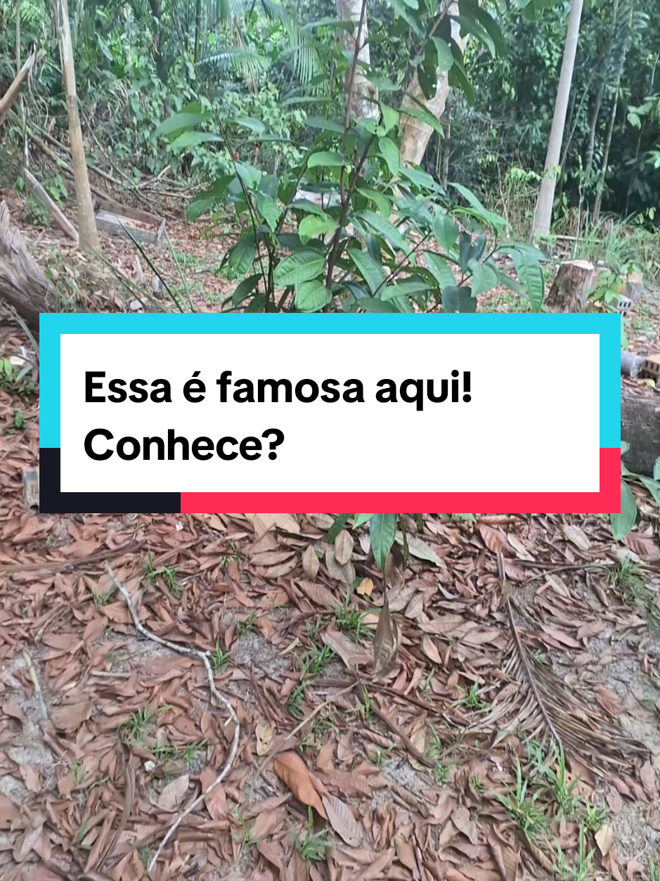 Quem conhece a famosa saracura? #saracura #remedio